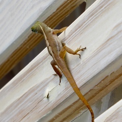 Anolis wattsii