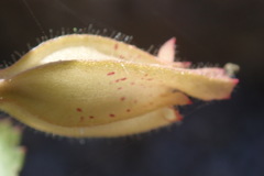 Erythranthe lagunensis