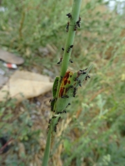 Crematogaster castanea