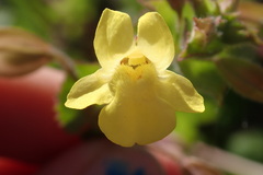 Erythranthe lagunensis