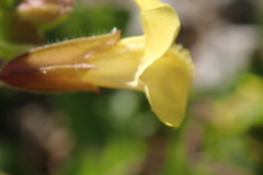 Erythranthe lagunensis