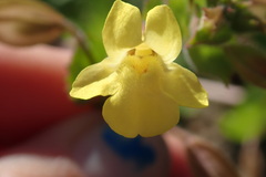 Erythranthe lagunensis