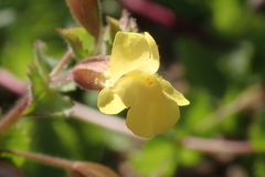 Erythranthe lagunensis