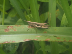 Phlaeoba fumosa