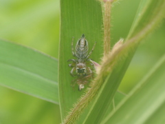 Evarcha flavocincta