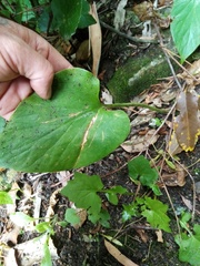 Cardiocrinum giganteum