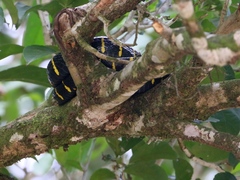 Boiga dendrophila