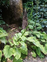Cardiocrinum giganteum