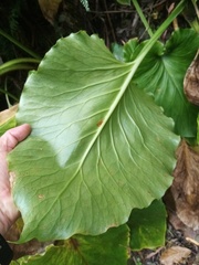Cardiocrinum giganteum