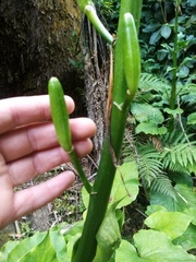 Cardiocrinum giganteum