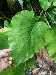Cardiocrinum giganteum