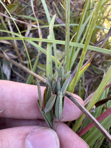 Slender Lespedeza (Lespedeza virginica)