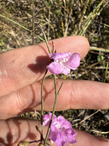 Ridgestem false foxglove (Agalinis oligophylla)
