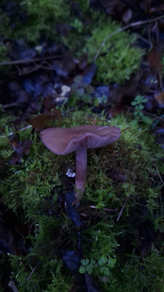 Collybia sordida · November 2025 · photo: © yellowplant (iNaturalist, cc-by)
