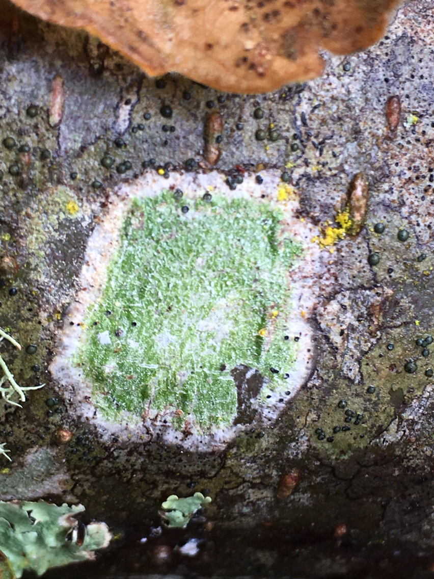 Pertusaria amara f. amara image