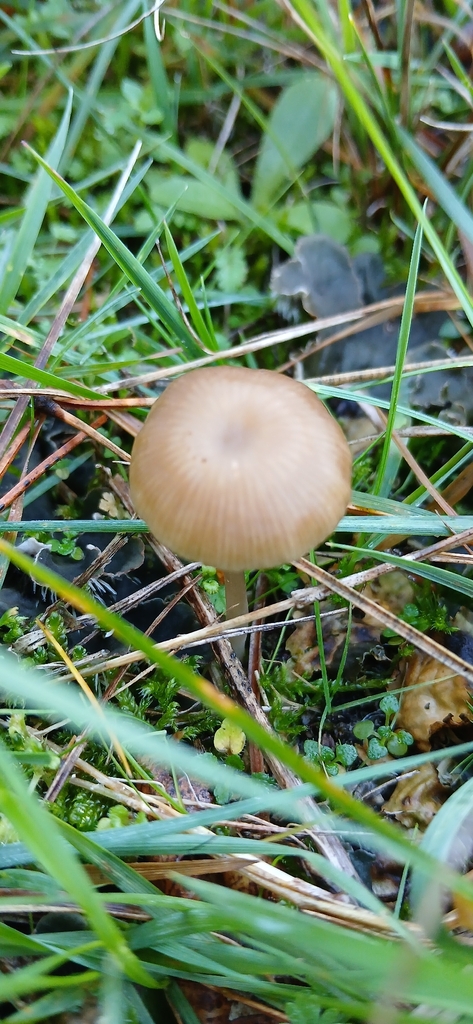Gamundia xerophila · November 2025 · photo: © jacquelinew71 (iNaturalist, cc-by)