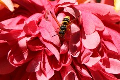 Ancistrocerus durangoensis