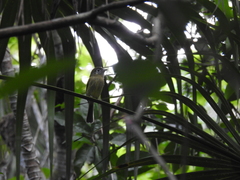 Rhynchocyclus brevirostris