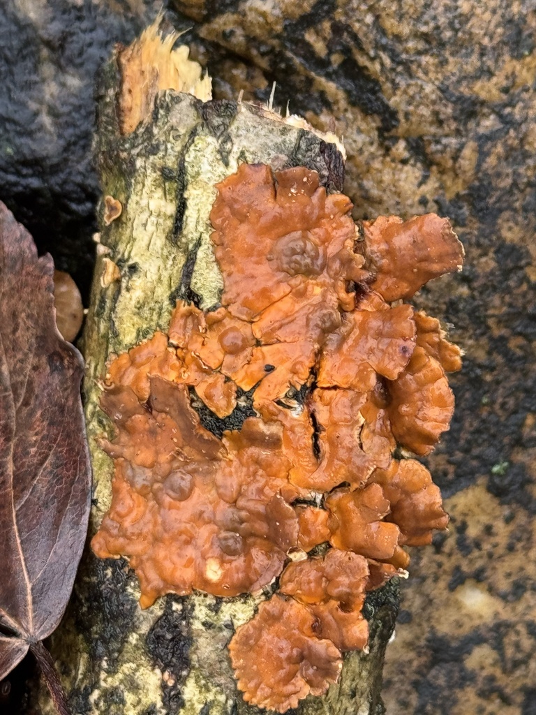 Stereum complicatum · November 2025 · photo: © gwt2102 (iNaturalist, cc-by-nc)
