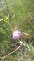 Agalinis communis