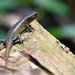 Asian Forest Skinks - Photo (c) Attila Steiner, some rights reserved (CC BY-NC), uploaded by Attila Steiner