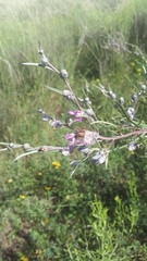 Lessingianthus rubricaulis
