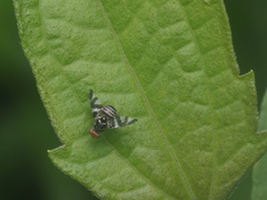 Cecidochares connexa