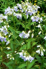 Campanula lactiflora