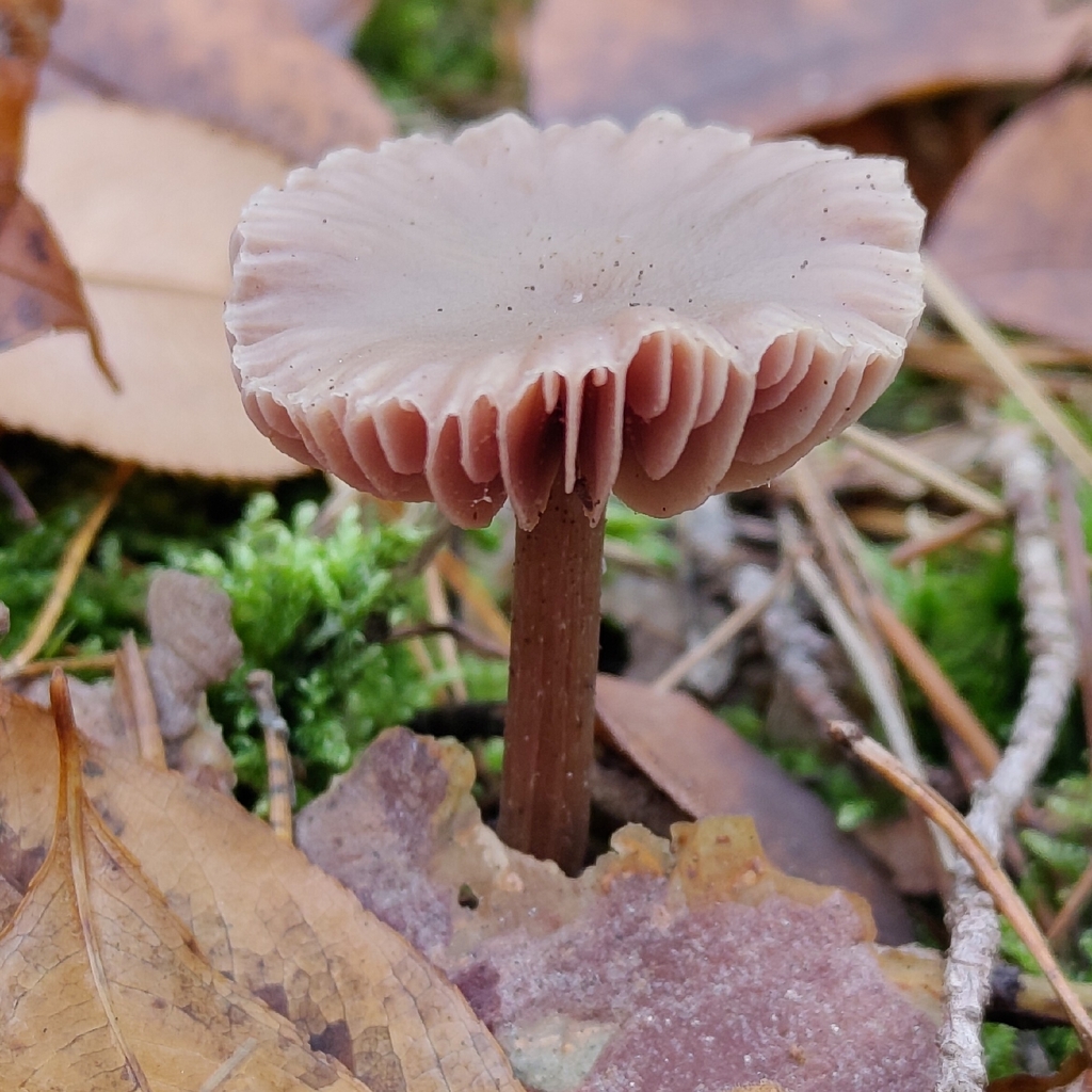 Laccaria amethystina · November 2025 · photo: © oisin_dd (iNaturalist, cc-by)
