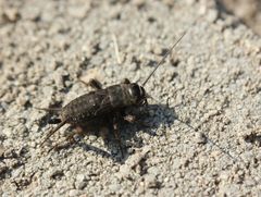 Modicogryllus frontalis