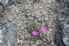 Dianthus humilis