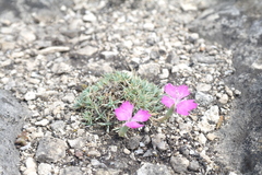 Dianthus humilis