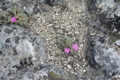 Dianthus humilis