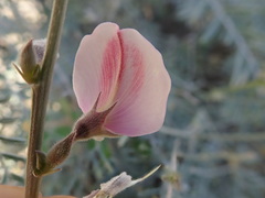 Tephrosia palmeri