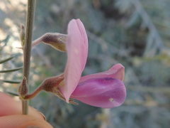 Tephrosia palmeri