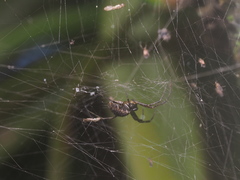 Nephilengys malabarensis