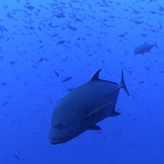 Caranx lugubris