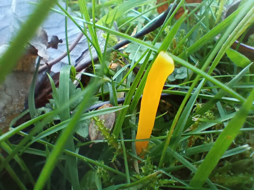 Clavulinopsis helvola · November 2025 · photo: © considerthelilies (iNaturalist, cc-by)