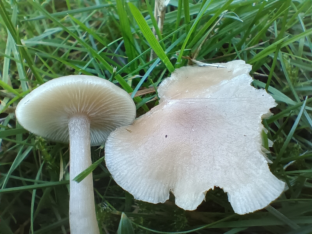 Clitocybe fragrans · November 2025 · photo: © considerthelilies (iNaturalist, cc-by)