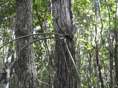 Trichocentrum ascendens