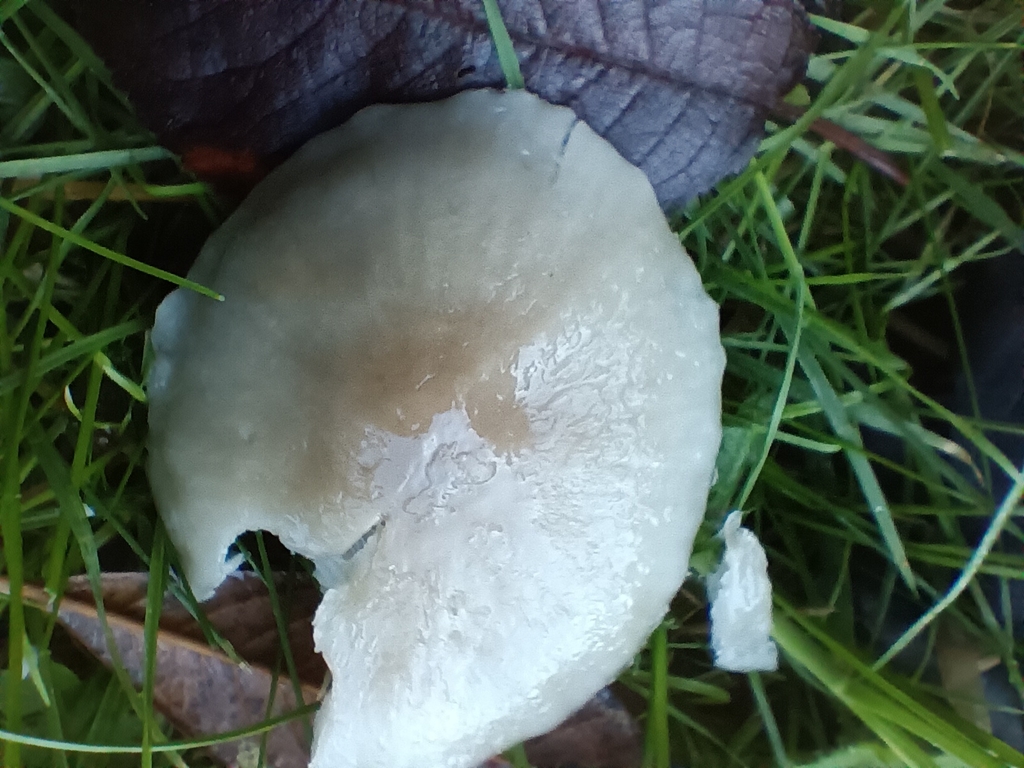 Gliophorus irrigatus · November 2025 · photo: © considerthelilies (iNaturalist, cc-by)