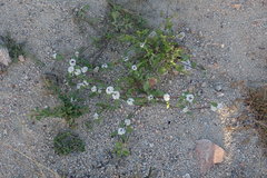 Mitracarpus floribundus