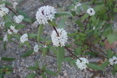 Mitracarpus floribundus