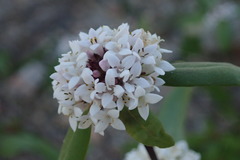 Mitracarpus floribundus