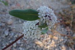 Mitracarpus floribundus