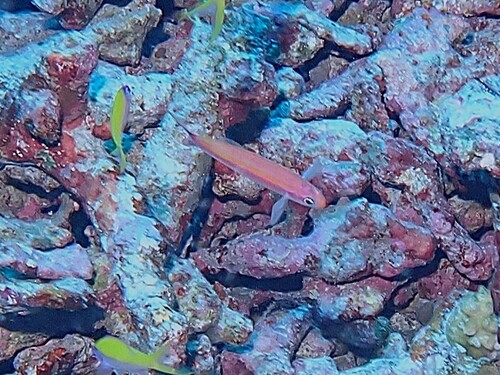 Luzonichthys whitleyi observed 2025-11-07