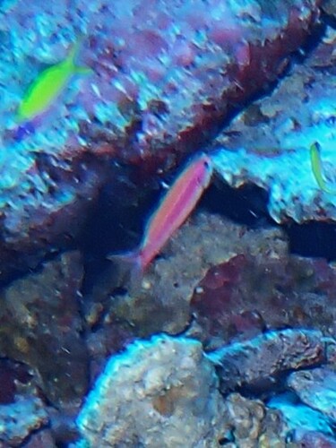 Luzonichthys observed 2025-11-07