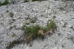 Ptilostemon echinocephalus