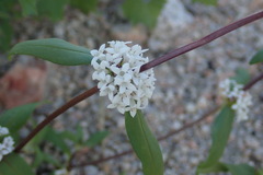 Mitracarpus floribundus