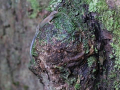 Sphenomorphus cyanolaemus